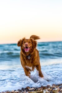 海辺で走る犬の写真